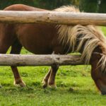 pony1
