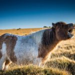 pony2
