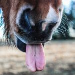 pony3